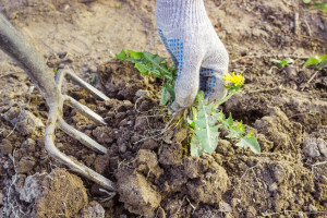 Weed Pulling